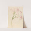 Amarillis [Crinum lineare] by Clemenz Heinrich Wehdemann