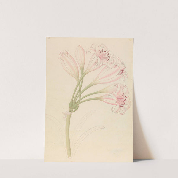 Amarillis [Crinum lineare] by Clemenz Heinrich Wehdemann