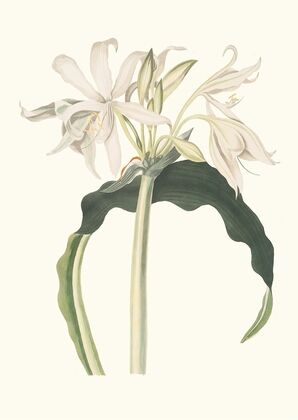 Amaryllis Aulica — size preview