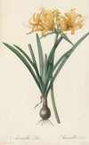 Amaryllis aurea (1802-1816)