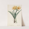 Amaryllis aurea (1802-1816) by Pierre Joseph Redouté