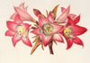 Amaryllis Belladonna
