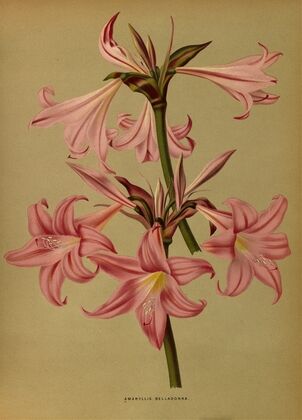 Amaryllis Belladonna (1872-1881)