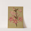 Amaryllis Belladonna (1872-1881) by Arentina Hendrica Arendsen