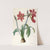 Amaryllis brasiliensis (Brazilian Amaryllis) by Pierre Joseph Redouté