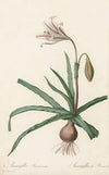 Amaryllis Broussonetii (1802-1816)