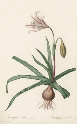 Amaryllis Broussonetii (1802-1816)