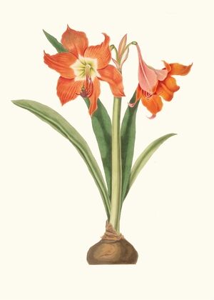 Amaryllis Equestris (Major)