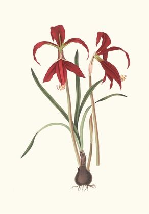 Amaryllis Formosissima.
