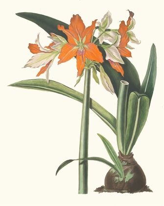 Amaryllis Fulgida