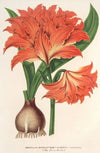 Amaryllis (Hippeastrum) Alberti