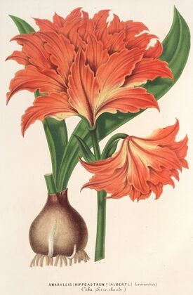 Amaryllis (Hippeastrum) Alberti