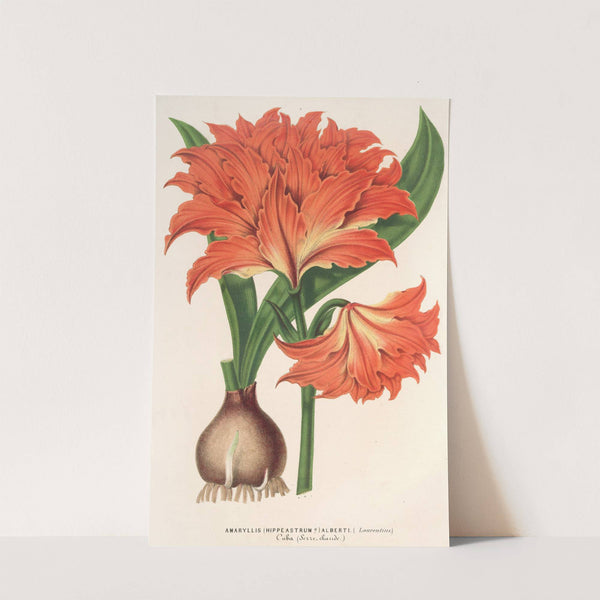 Amaryllis (Hippeastrum) Alberti by Charles Antoine Lemaire