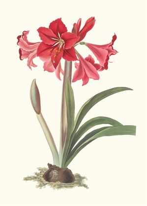 Amaryllis Johnsoni.