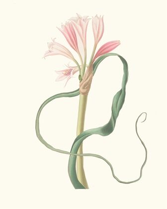 Amaryllis Longifolia (Glauca)