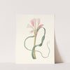 Amaryllis Longifolia (Glauca) by Priscilla Susan Bury