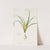 Amaryllis lutea by Pierre Joseph Redouté