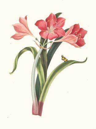 Amaryllis Purpurea (Major)