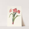 Amaryllis Purpurea (Major) by Priscilla Susan Bury