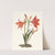 Amaryllis Reginaæ [Mexican Lily, Amaryllis] by Priscilla Susan Bury