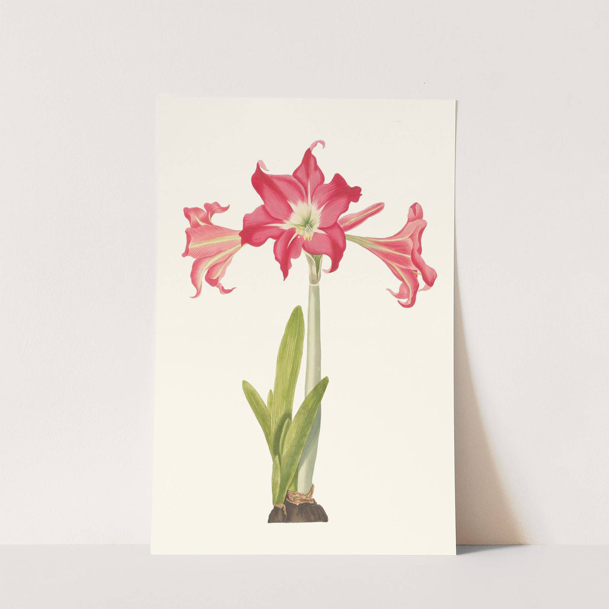 Amaryllis Solandriflora Var. Or Amaryllis Johnsoni by Priscilla Susan Bury