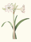 Amaryllis Solandriflora Var.