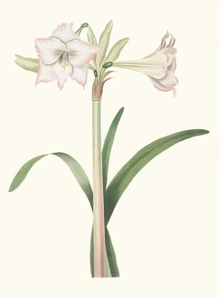 Amaryllis Solandriflora Var.