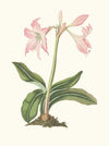 Amaryllis Steilatafolia