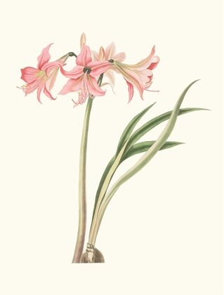 Amaryllis Stilosa