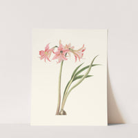 Amaryllis Stilosa by Priscilla Susan Bury