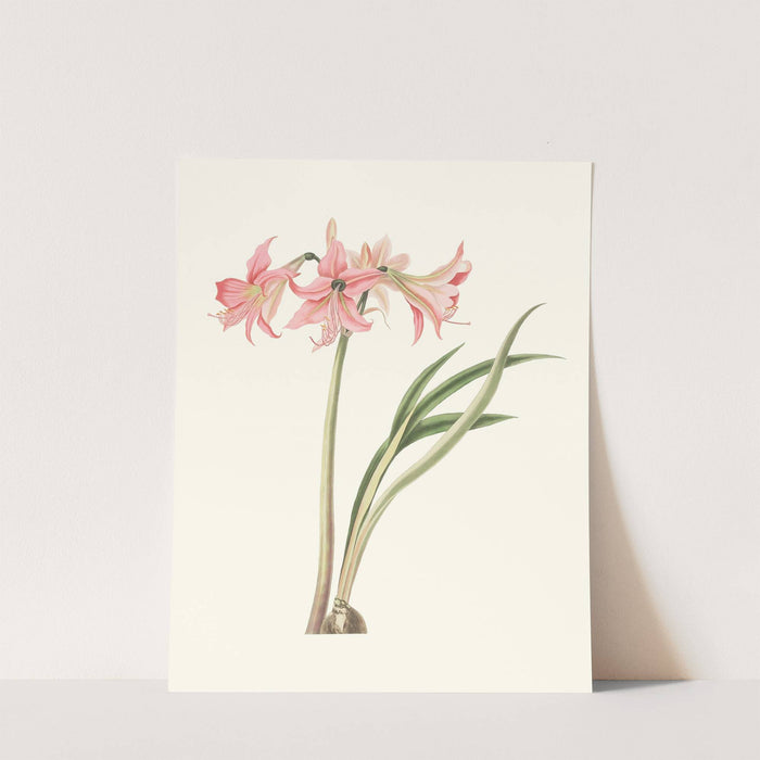 Amaryllis Stilosa by Priscilla Susan Bury