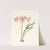 Amaryllis Stilosa by Priscilla Susan Bury
