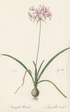 Amaryllis undulata (1802-1816)