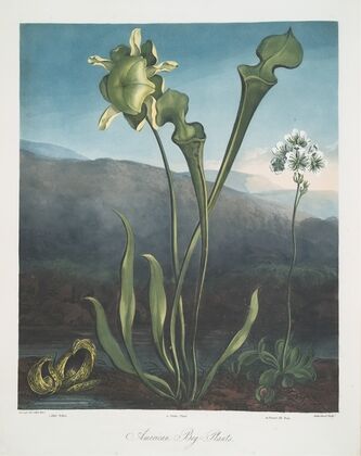 American Bog Plants. I Fetid Pothos. Ii Pitcher Plant. III Venus’s Fly Trap.