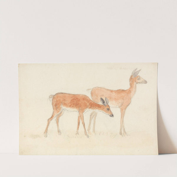 American Deer by Anthony Devis