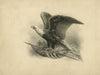 American eagle