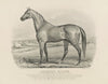 American eclipse; The celebrated racehorse and sire of racers (1880)