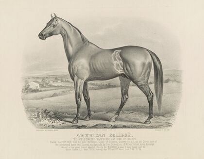 American eclipse; The celebrated racehorse and sire of racers (1880)