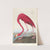 American flamingo by John James Audubon