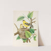American Goldfinch (1882) by Edwin L. Sheppard