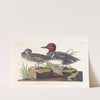 American green winged teal by John James Audubon
