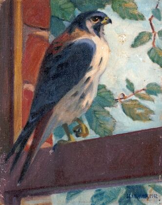 American Kestrel (1942)