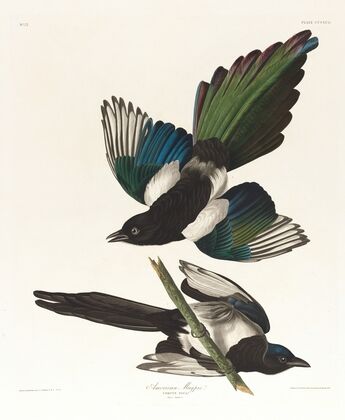 American magpie