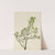 American Mistletoe (Phoradendron flavescens) (1923) by Mary Vaux Walcott