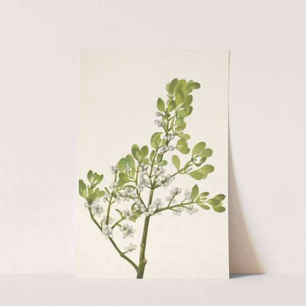 American Mistletoe. Phoradendron flavescens (1925) by Mary Vaux Walcott