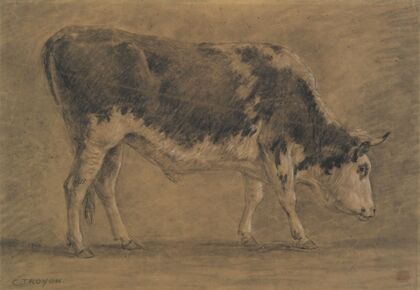 American Ox