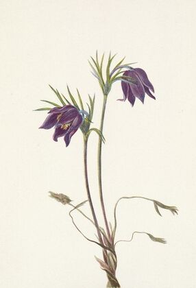 Lambkill. Kalmia angustifolia