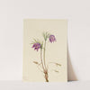 American Pasqueflower (Pulsatilla ludoviciana) (1922) by Mary Vaux Walcott
