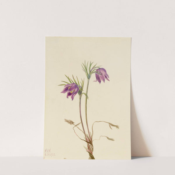 American Pasqueflower (Pulsatilla ludoviciana) (1922) by Mary Vaux Walcott