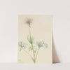 American Pasqueflower (Pulsatilla ludoviciana) (1920) by Mary Vaux Walcott